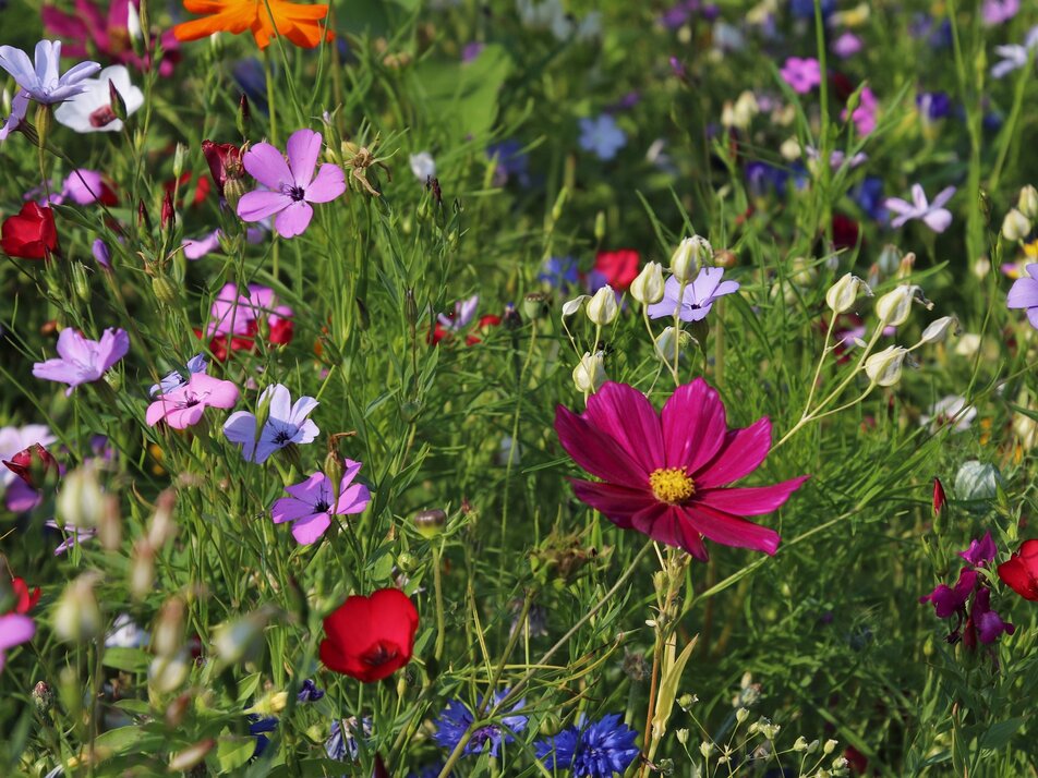 Blumen | © Elisabeth Seggl