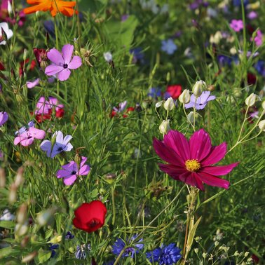 Blumen | © Elisabeth Seggl