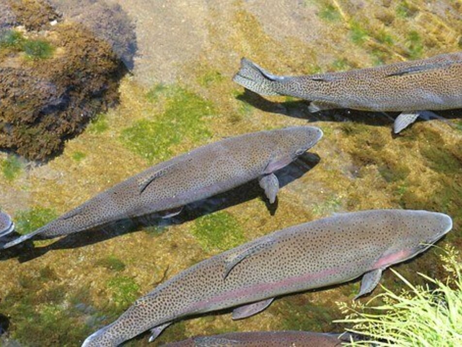 Fischen im Sattentalbach - Impression #1 | © Fischen im Sattental