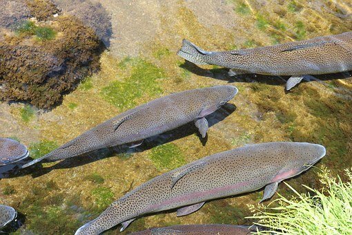 Fischen im Sattentalbach - Impression #2.1 | © Fischen im Sattental