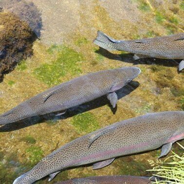 Symbolfoto  | © Fischen im Sattental