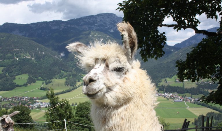 Lama am Klausnerhof | © Klausnerhof