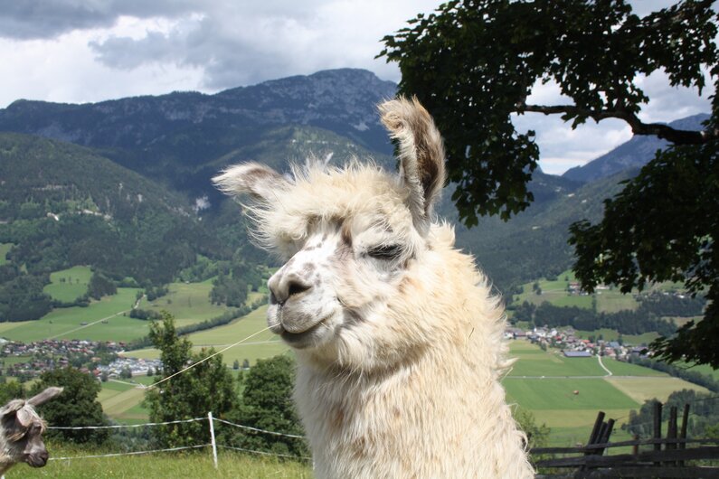 Lama am Klausnerhof | © Klausnerhof
