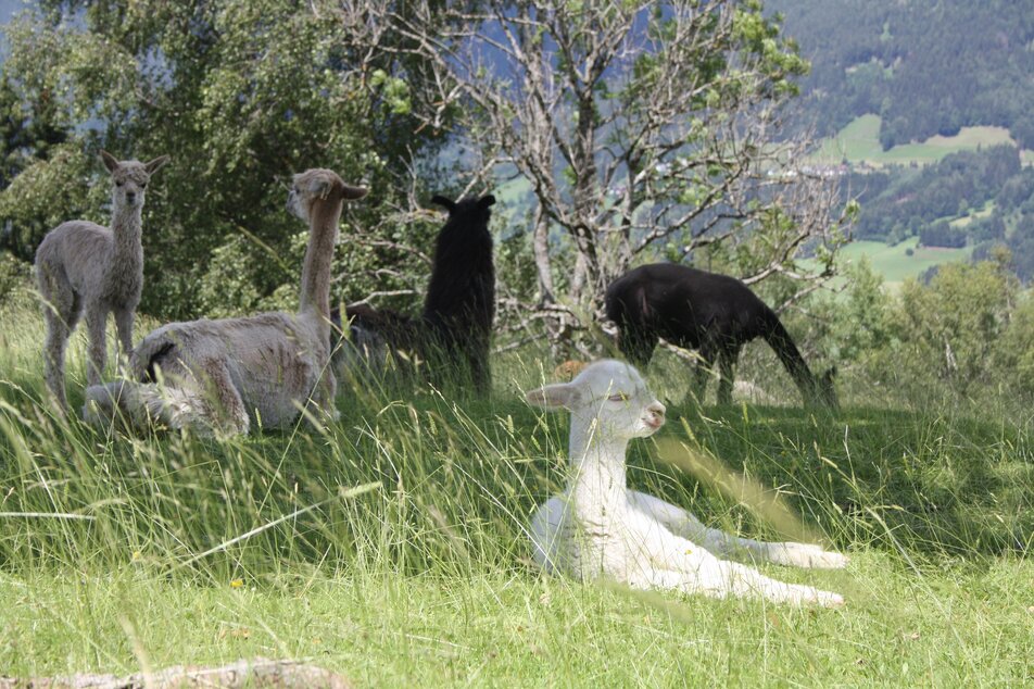 Lama und Alpaka am Klausnerhof | © Klausnerhof