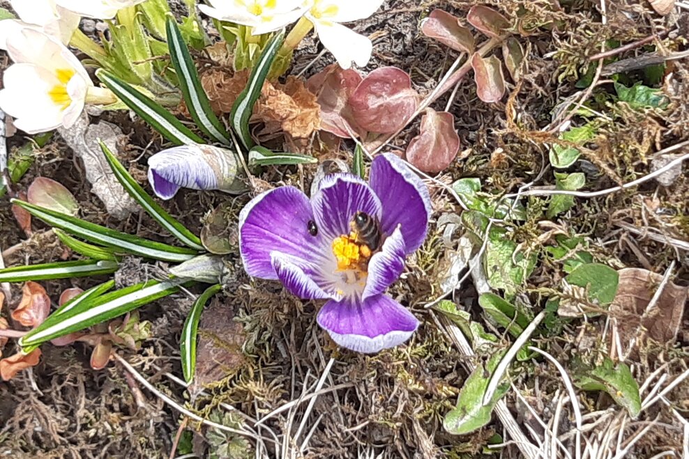 Krokus mit Biene | © TVB Haus-Aich-Gössenberg