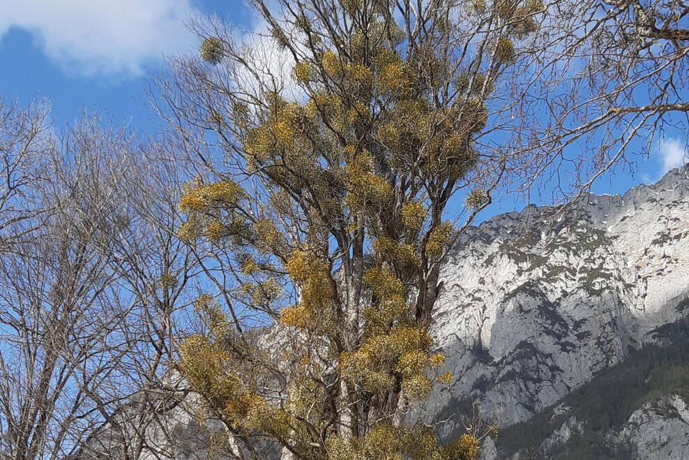 Baum mit Misteln | © TVB Haus-Aich-Gössenberg