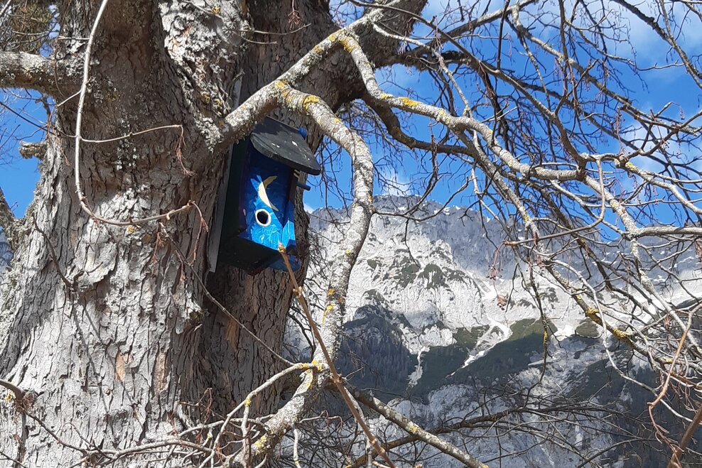 Baum mit Vogelhaus | © TVB Haus-Aich-Gössenberg