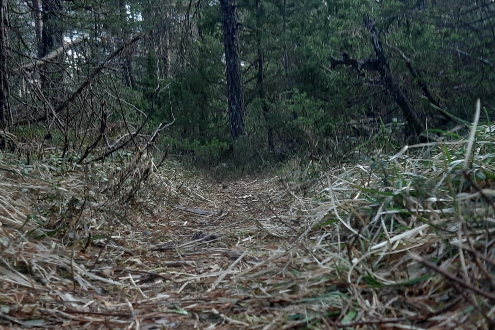 Waldweg | © TVB Haus-Aich-Gössenberg
