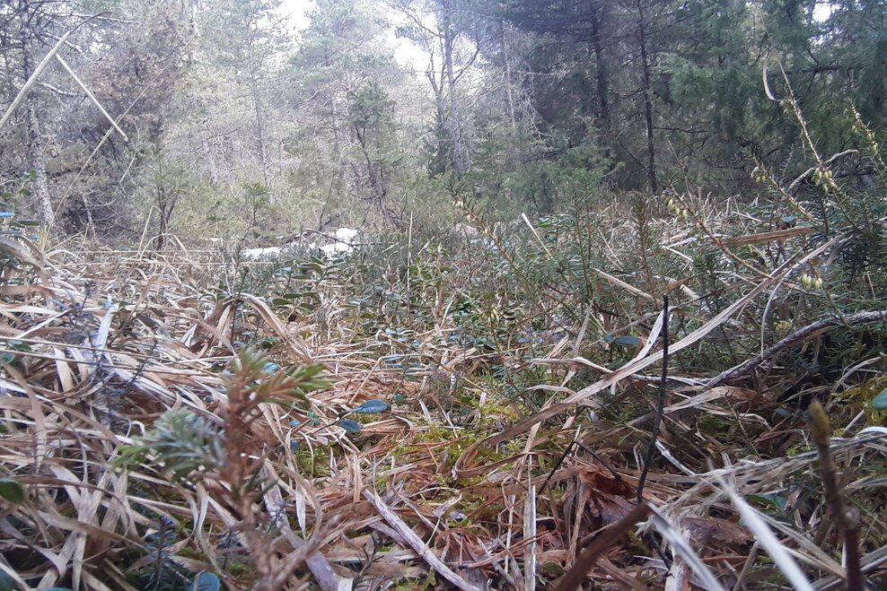 Waldweg | © TVB Haus-Aich-Gössenberg