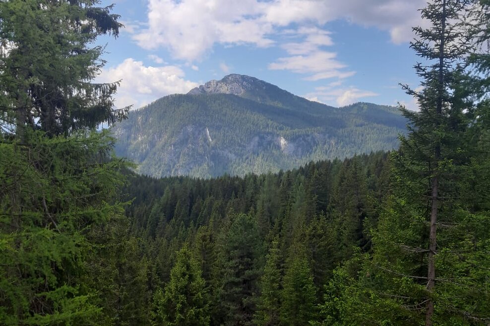 Wald mit Blick auf einen Berg | © TVB Haus-Aich-Gössenberg