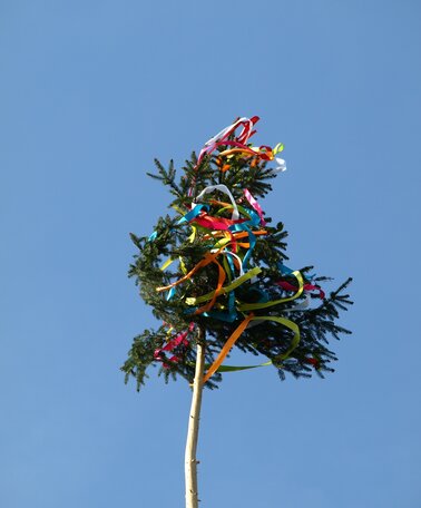 Maibaum_Bild von ariesa66 auf Pixabay | © Symbolfoto