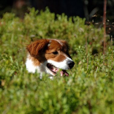 Hund | © TVB Haus-Aich-Gössenberg