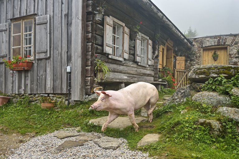 Kaltenbachalm - Sölkpass - Impression #2.3 | © Herfried Marek