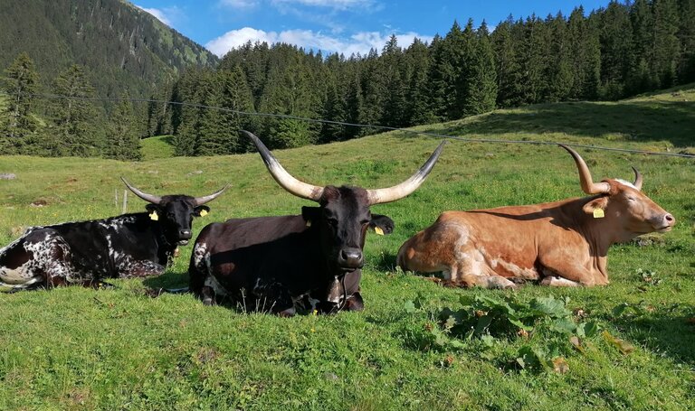 Texas Longhorn auf der Mautneralm | © Nicole Leitgab