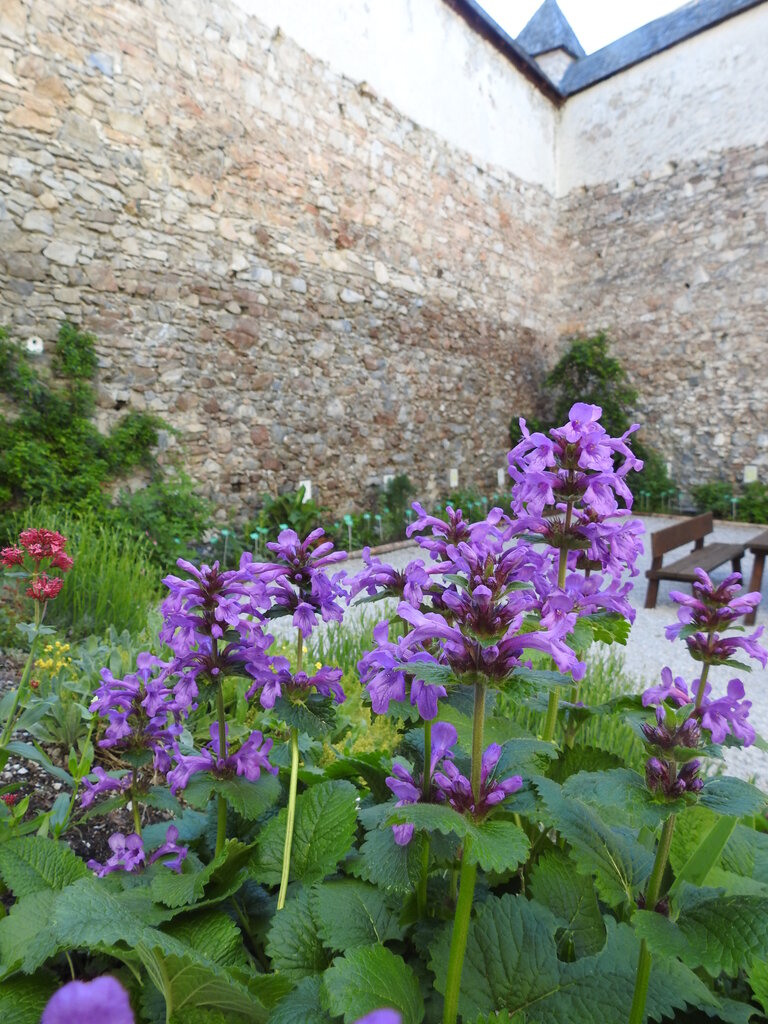 Castle Großsölk with Jesuitgarden - Impression #2.8 | © NP - Julia Aigner