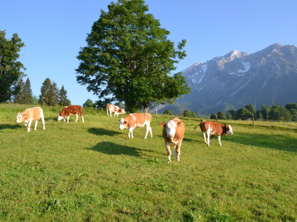 Bacherhof | © Bacherhof