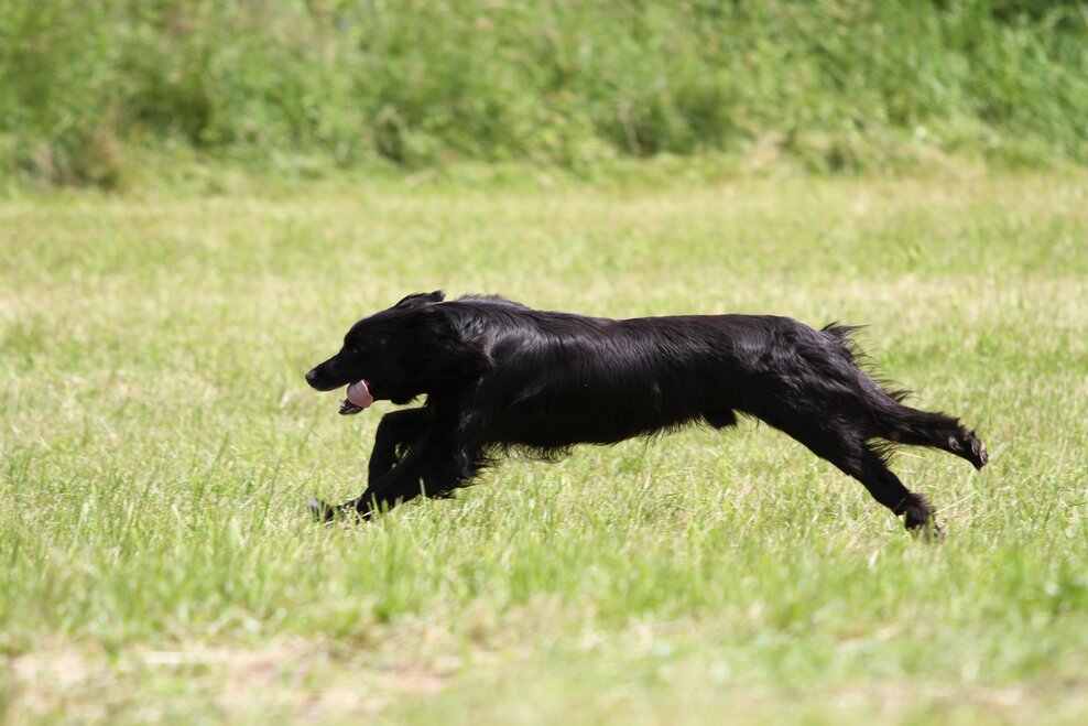 Hundewiese - Schladming - Impression #1.2 | © Stadtgemeinde Schladming
