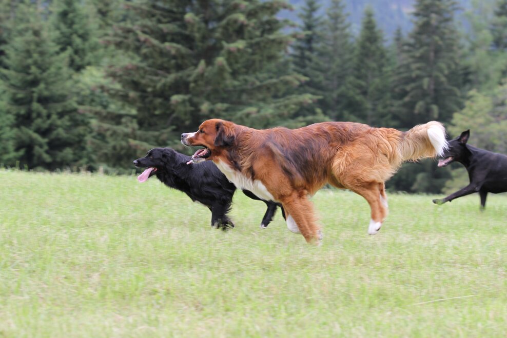 Hundewiese - Schladming - Impression #1.1 | © Stadtgemeinde Schladming