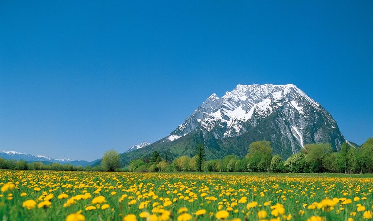 Blumenwiese in Trautenfels mit Grimming im Hintergrund | © Schladming Dachstein/Steiermark Tourismus/bigshot.at