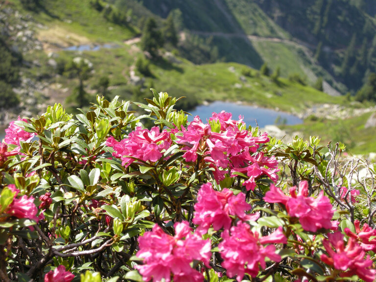 Fest zur Almrauschblüte - Impression #2.20
