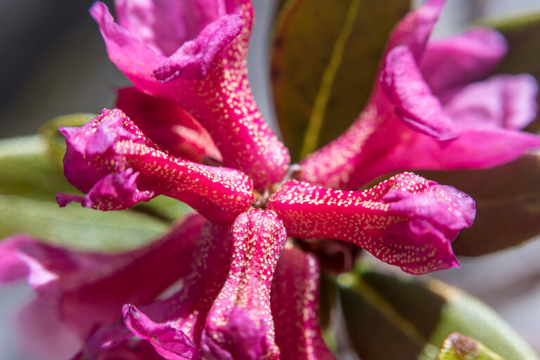 Fest zur Almrauschblüte - Impression #2.21