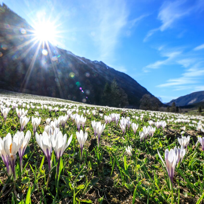 Bergfrühling Krokuswiese im Untertal | © Photo Austria