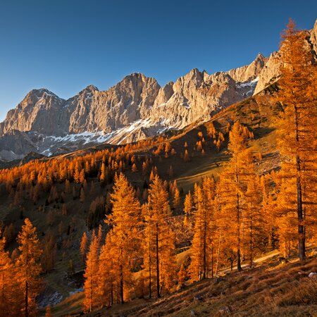 Brandriedl I Ramsau am Dachstein | © Herbert Raffalt