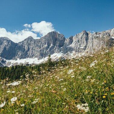 Blick auf das Dachsteinmassiv | © Christine Höflehner