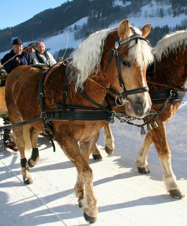 Pferdeschlittenfahrt in Schladming | © Herbert Raffalt