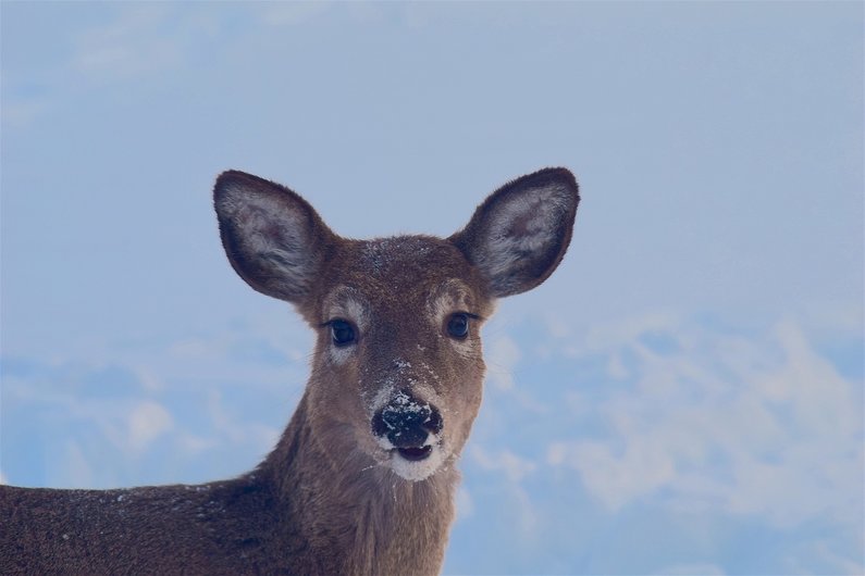 Reh mit Bergkulisse im Hintergrund