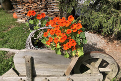 Blumen im Garten