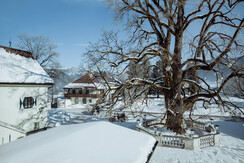 Ausblick_Linde-min