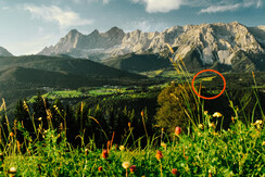 Ramsau-chalet-1