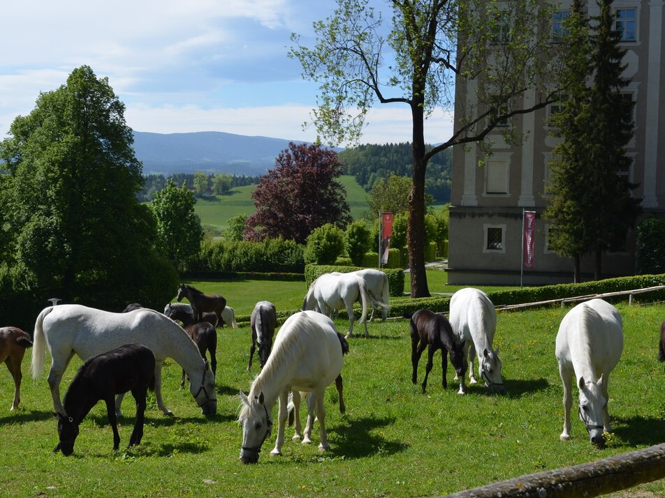 Lipizzaner Stud Farm Piber - Imprese #1 | © Spanische Hofreitschule - Lipizzanergestüt Piber GöR 